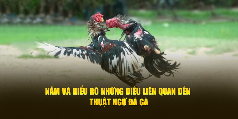 Nắm, hiểu rõ những điều liên quan đến thuật ngữ đá gà